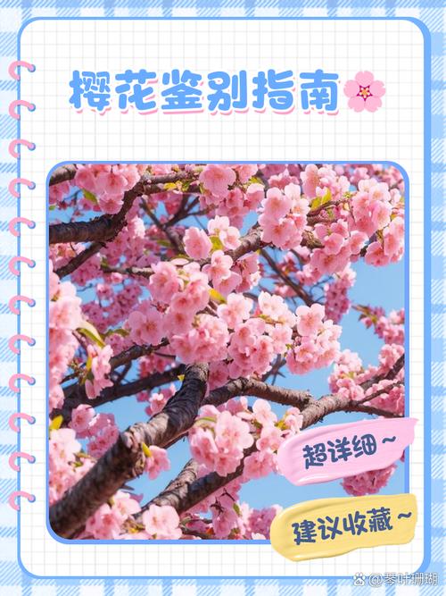 樱花草视频免费版真的安全吗?如何辨别优质资源避免风险? 樱花草视频免费版真的安全吗?如何辨别优质资源避免风险?