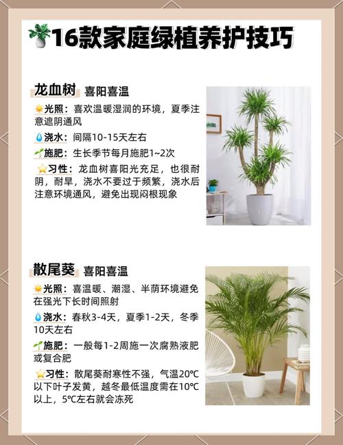 2025年最新小草品种盘点：10大热门绿植养护技巧与常见误区解析