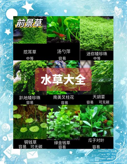 2025年最新小草品种盘点：10大热门绿植养护技巧与常见误区解析