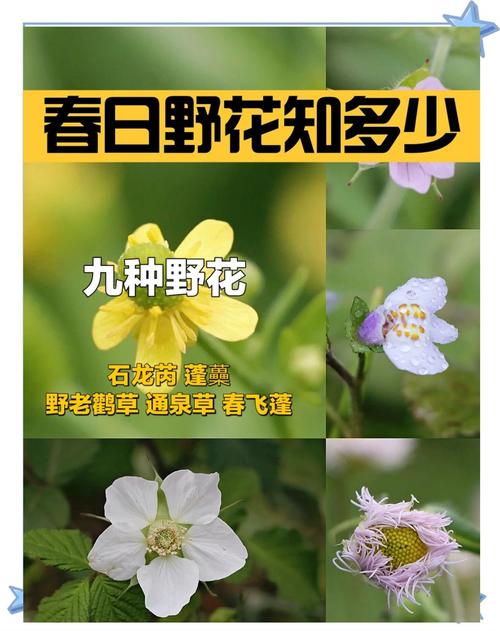 2019日本野花图鉴：10大免费资源与手机版使用技巧