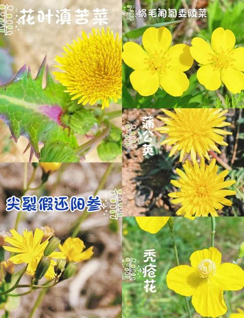 2019日本野花图鉴：10大免费资源与手机版使用技巧