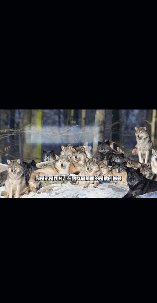 狼群视频手机免费观看的5个隐藏技巧：独家资源+高清画质全解析