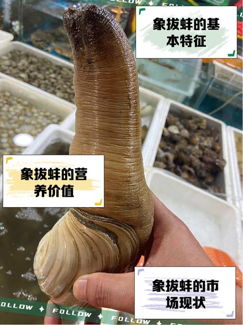 资深水产专家推荐：日本象拔蚌在线选购必看的5大避坑指南（附产地直供渠道）