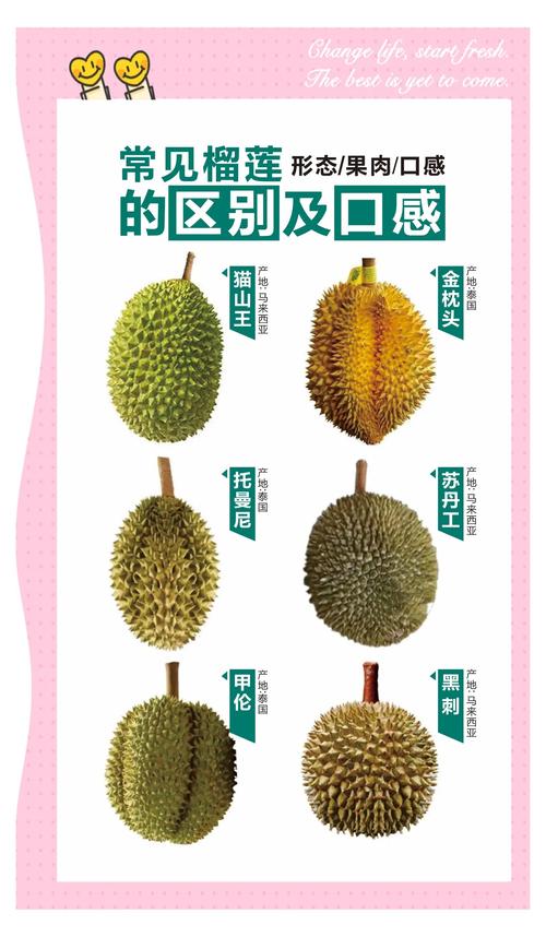 榴莲视频大全免费观看VS付费会员：高清资源哪家强？实测对比揭秘