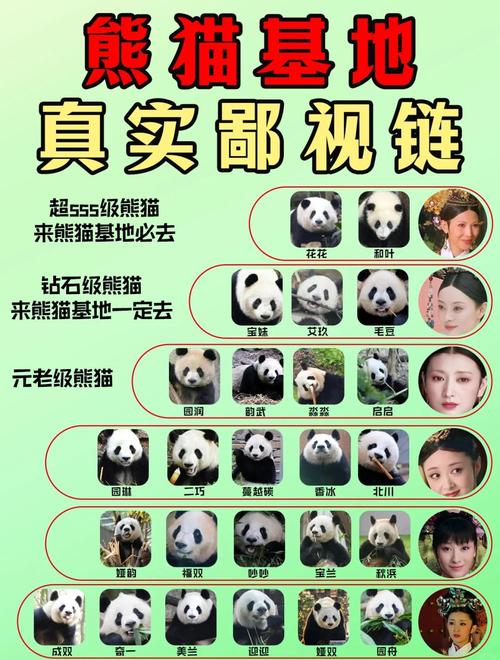 熊猫视频最新版功能解析：解锁隐藏技巧与提升观影体验必备指南