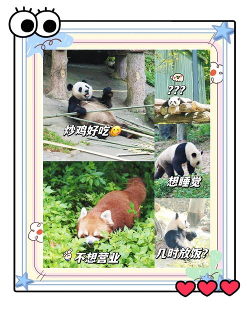 熊猫视频最新版功能解析：解锁隐藏技巧与提升观影体验必备指南