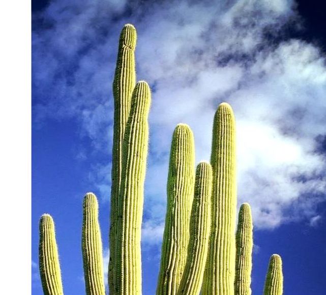 仙人掌视频安卓版V8.8.3_仙人掌视频安卓版