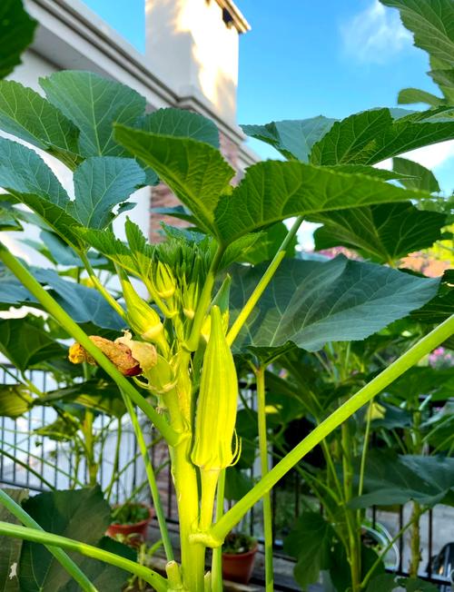 榴莲视频秋葵视频绿巨人1V3.4.2_榴莲视频秋葵视频绿巨人1 榴莲视频秋葵视频绿巨人1V3.4.2_榴莲视频秋葵视频绿巨人1