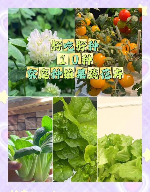 5种适合家庭种植的蔬果花卉：丝瓜草莓向日葵种植技巧及亲子园艺指南