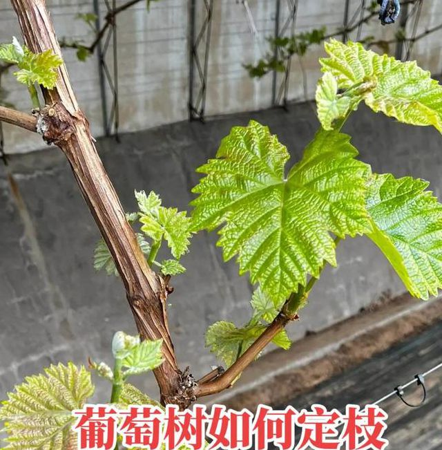 葡萄种植户必看：揭秘湿度调控核心技术 产量提升30%的行业秘密