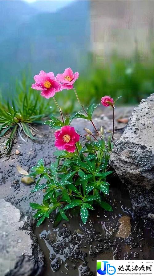 野花日本大全免费观看7高清版最新版V3.1.7_野花日本大全免费观看7高清版应用下载