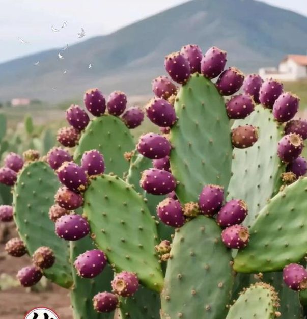 仙人掌视频app隐藏入口最新版V1.1.3_仙人掌视频app隐藏入口安装下载