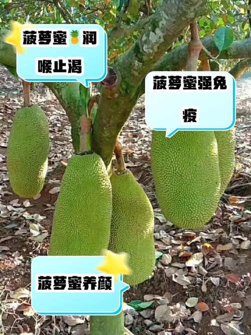 资深影视达人推荐：菠萝菠萝蜜高清视频免费观看的5大权威渠道与避坑指南