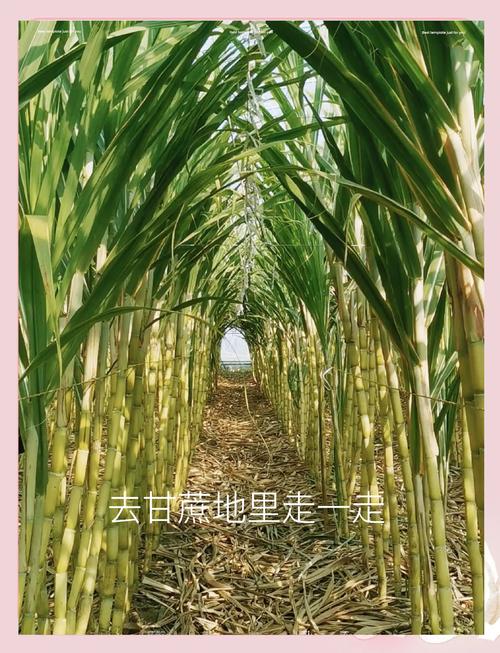 甘蔗app安卓下载官网手机版V4.7.8_甘蔗app安卓下载官网应用 甘蔗app安卓下载官网手机版V4.7.8_甘蔗app安卓下载官网应用