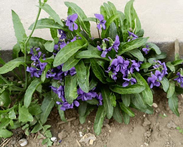 野花社区免费视频为何引发热议?这三大隐藏功能你了解吗? 野花社区免费视频为何引发热议?这三大隐藏功能你了解吗?