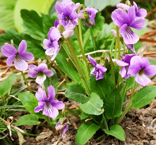 野花社区免费视频为何引发热议?这三大隐藏功能你了解吗? 野花社区免费视频为何引发热议?这三大隐藏功能你了解吗?