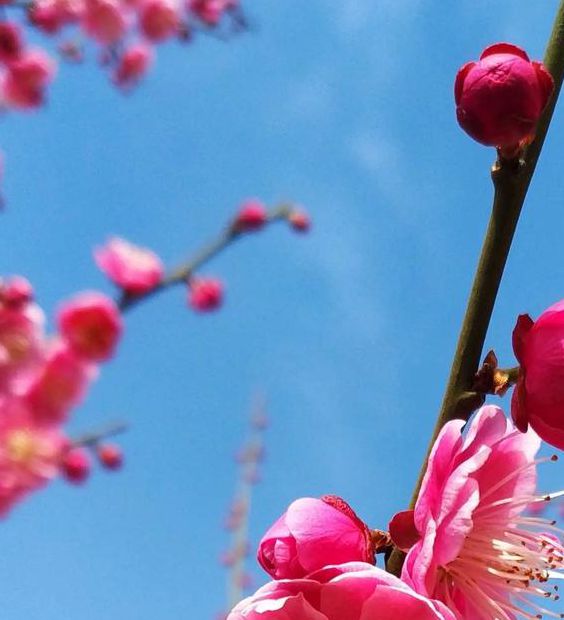 梅花视频app下载汅api免费下载无限看手机版V9.1.3_梅花视频app下载汅api免费下载无限看APP下载