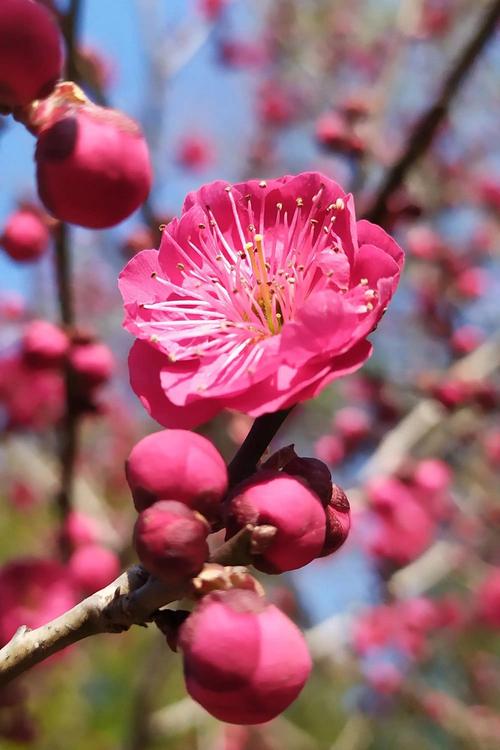 梅花视频app下载汅api免费下载无限看手机版V9.1.3_梅花视频app下载汅api免费下载无限看APP下载