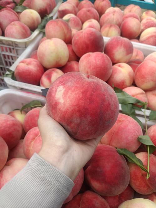 巨大桃子在线,真正做到永远不怕片荒