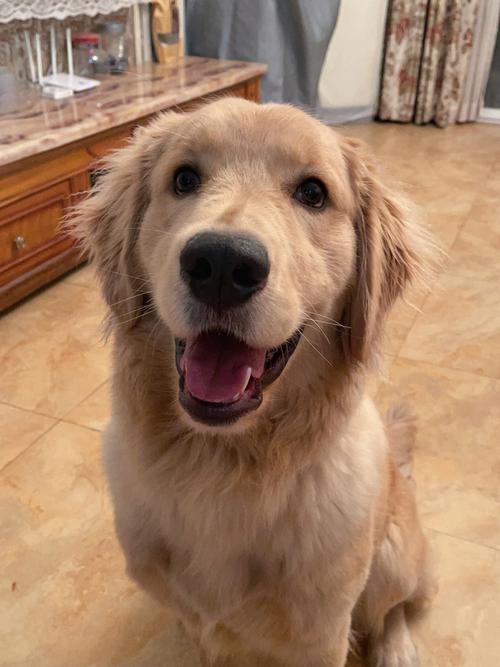 大狗vslilray在线应用V4.9.2_大狗vslilray在线APP