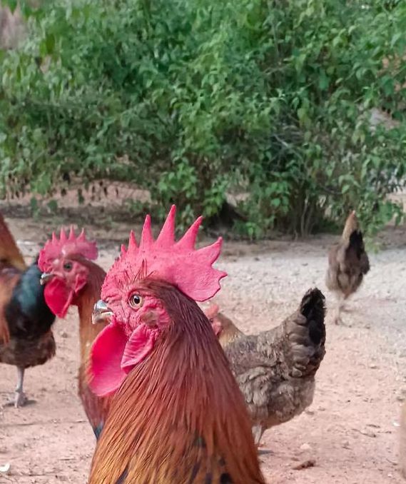 土鸡视频app绿巨人,美女主播的直播交友平台 土鸡视频app绿巨人,美女主播的直播交友平台