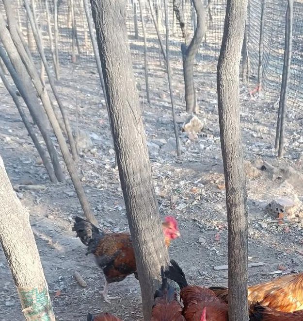 土鸡视频app绿巨人,美女主播的直播交友平台 土鸡视频app绿巨人,美女主播的直播交友平台