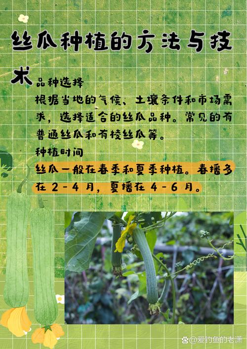 丝瓜3.种植技术全解析：5大高产技巧+3种病害防治方案助你增收