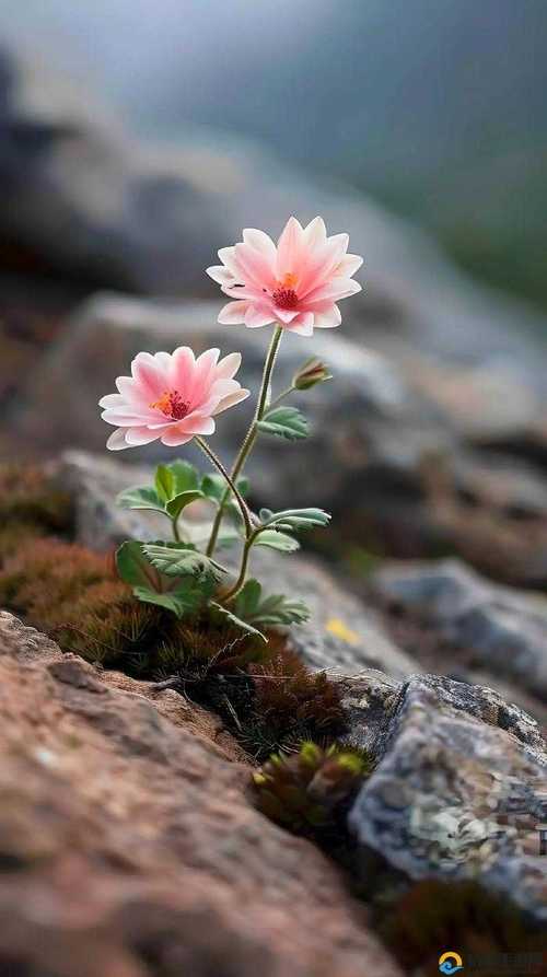 野花社区日本最新中文手机版V1.3.1_野花社区日本最新中文应用