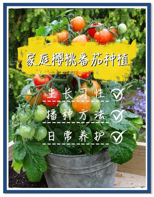 5大樱桃番茄+丝瓜种植技巧：绿巨人黄瓜与茄子品种选择及免费版APP实操指南