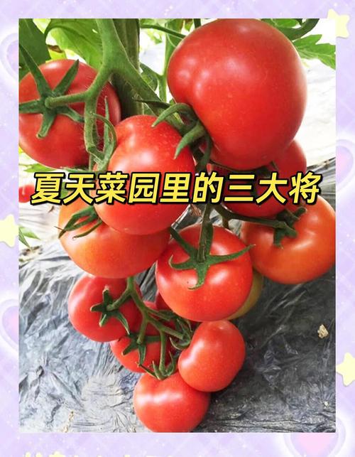 5大樱桃番茄+丝瓜种植技巧：绿巨人黄瓜与茄子品种选择及免费版APP实操指南