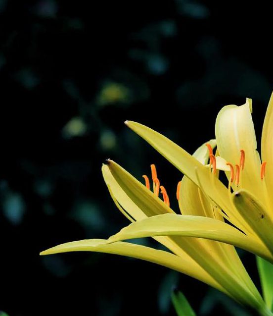 忘忧草wycia视频官宣升级画质，网友：高清直播了解下！