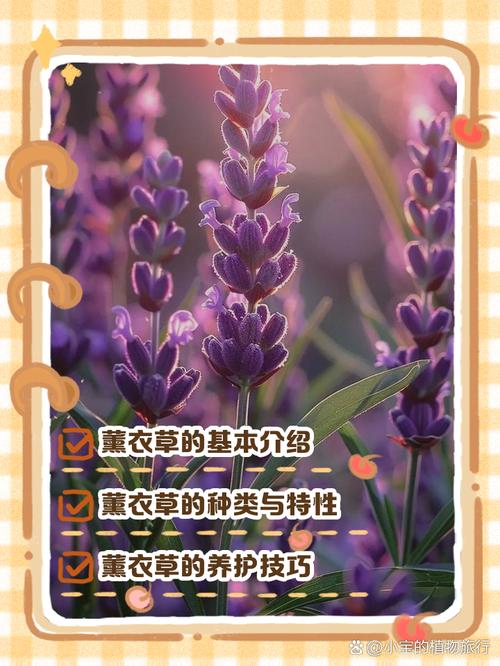 薰衣草视频APP下载入口APPV4.2.6_薰衣草视频APP下载入口安装下载