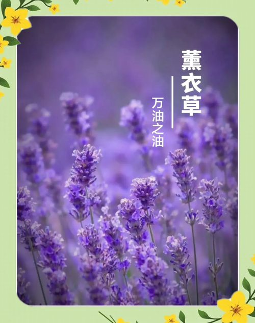 薰衣草视频APP下载入口APPV4.2.6_薰衣草视频APP下载入口安装下载