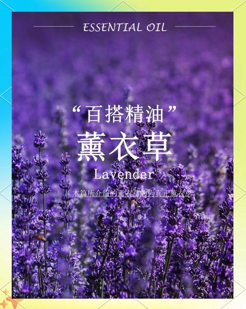 薰衣草视频APP下载入口APPV4.2.6_薰衣草视频APP下载入口安装下载