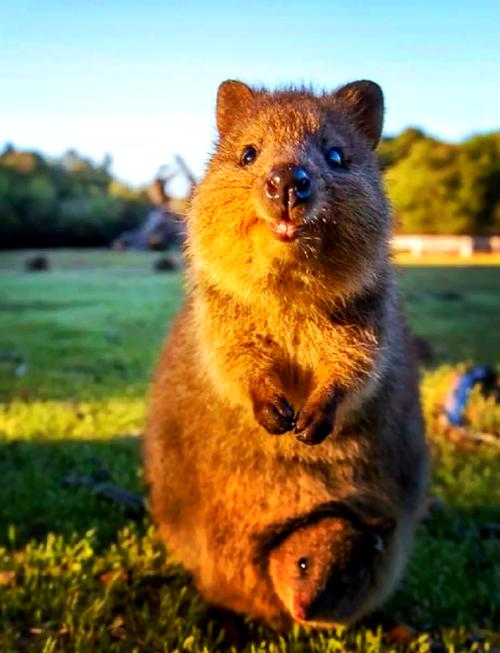 袋熊视频解锁版最新解锁版手机版V4.2.8_袋熊视频解锁版最新解锁版最新版