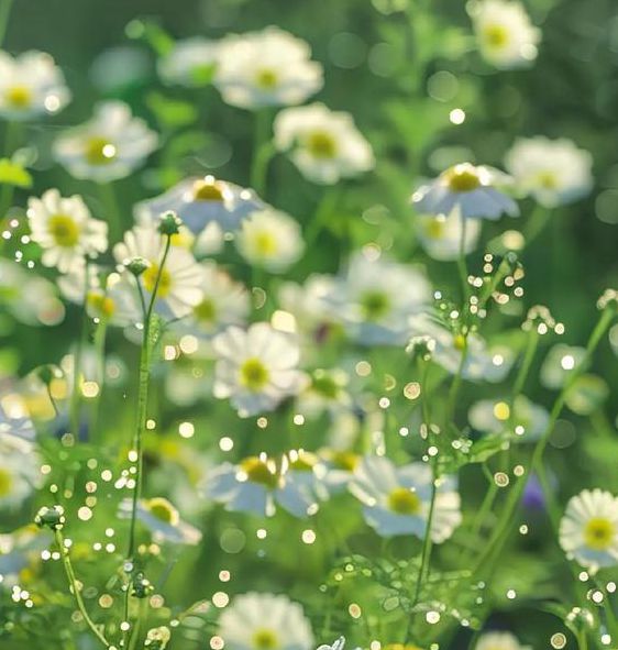 野花视频手机版免费观看完整版,观看节目全过程的内容