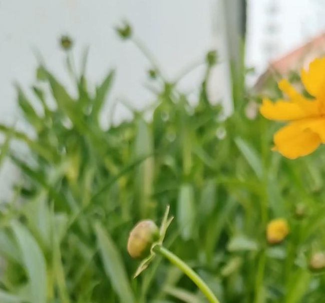 野花视频手机版免费观看完整版,观看节目全过程的内容