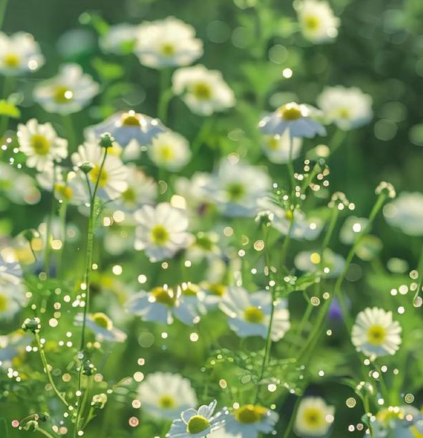 野花视频高清免费版,各种类型的影视作品都能找到