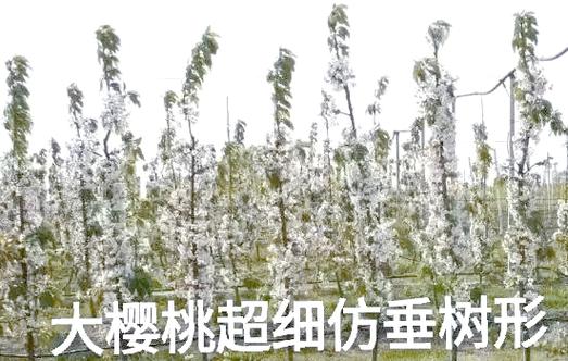 绿巨人秋葵iOS健康管理:草莓樱桃种植技术的高效解决方案揭秘 绿巨人秋葵iOS健康管理:草莓樱桃种植技术的高效解决方案揭秘