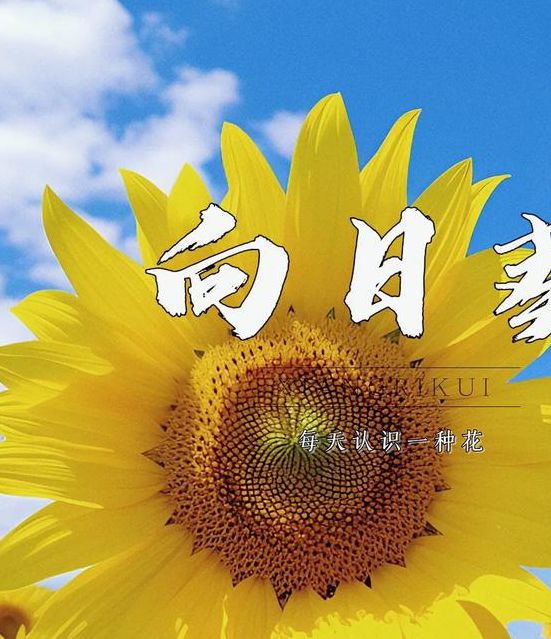 向日葵安卓app下载APPV8.5.2_向日葵安卓app下载安装下载