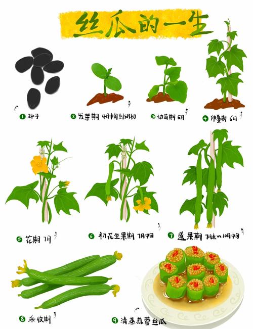5种家庭种植秘诀：丝瓜向日葵草莓搭配鸭脖小猪趣味视频免费教程