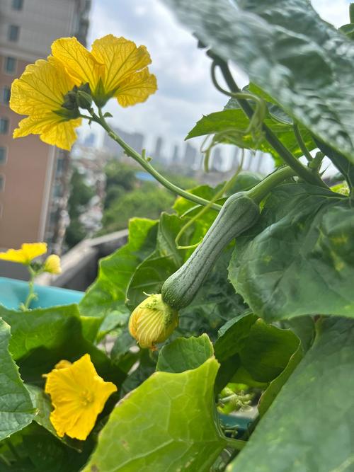 5种家庭种植秘诀：丝瓜向日葵草莓搭配鸭脖小猪趣味视频免费教程