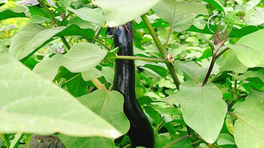 茄子视频无限看丝瓜视频丝瓜视免费观看下载手机版V2.1.3_茄子视频无限看丝瓜视频丝瓜视免费观看下载最新版下载 茄子视频无限看丝瓜视频丝瓜视免费观看下载手机版V2.1.3_茄子视频无限看丝瓜视频丝瓜视免费观看下载最新版下载