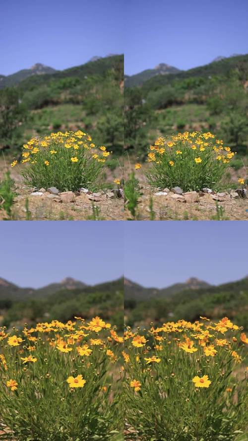 野花视频大全免费版将永久关闭，平台回应：被恶意攻击了！