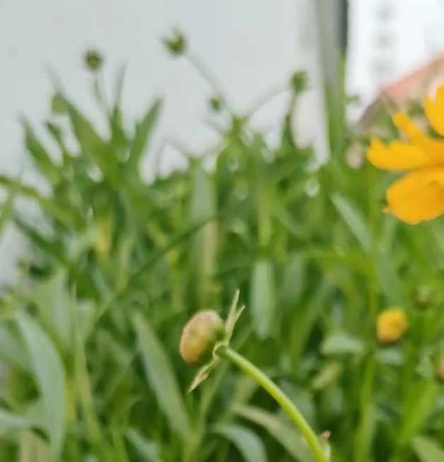 野花视频大全免费版将永久关闭，平台回应：被恶意攻击了！