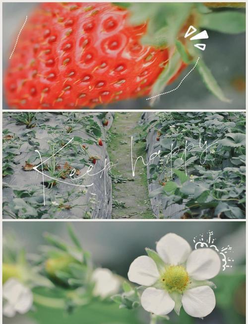 草莓夜色在线视频拍摄秘籍：3个技巧提升夜间画质与播放量