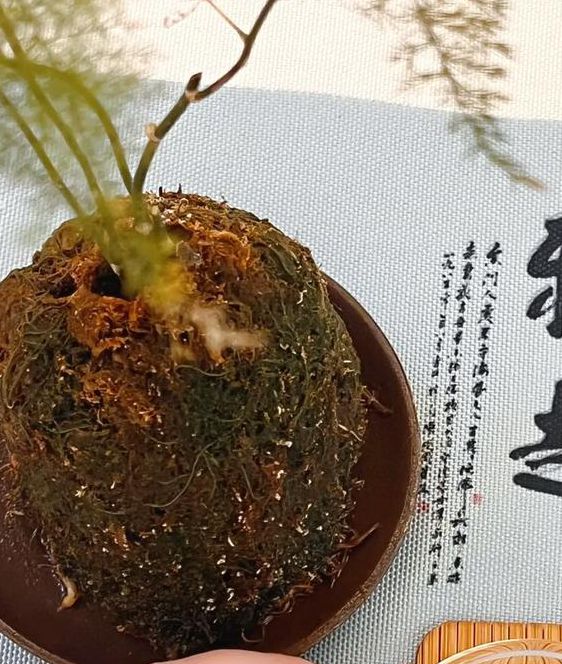 茶趣app一口气看完,网友表示:太刺激了! 茶趣app一口气看完,网友表示:太刺激了!