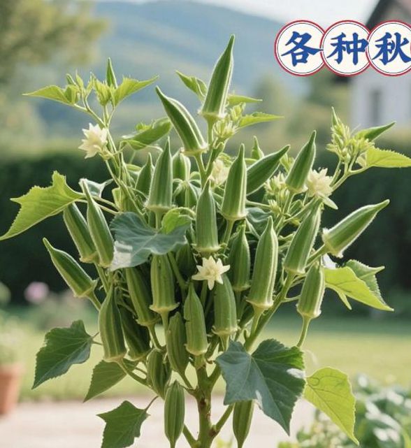 秋葵茄子丝瓜绿巨人品种栽培全解析：5步打造高产菜园的科学实践