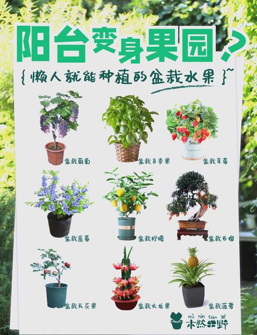 家庭阳台种植草莓丝瓜芭乐樱桃的7大技巧,秋葵榴莲苹果健康食谱全攻略 家庭阳台种植草莓丝瓜芭乐樱桃的7大技巧,秋葵榴莲苹果健康食谱全攻略