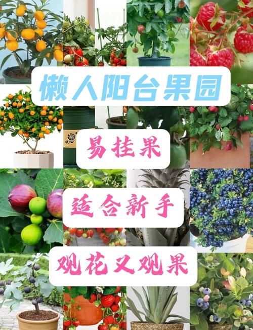 家庭阳台种植草莓丝瓜芭乐樱桃的7大技巧,秋葵榴莲苹果健康食谱全攻略 家庭阳台种植草莓丝瓜芭乐樱桃的7大技巧,秋葵榴莲苹果健康食谱全攻略